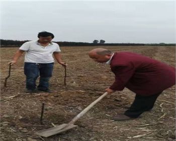 選擇金土地，我們很放心[河南桃樹苗]